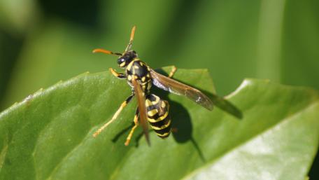 Busy Bee on Leaf Wallpaper for Nature Lovers wallpaper