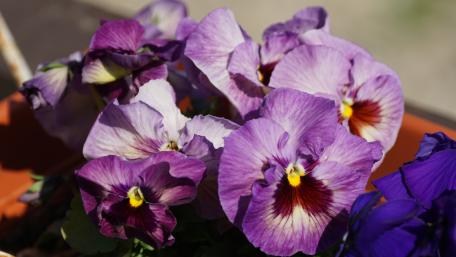 Vibrant Pansies in Full Bloom wallpaper