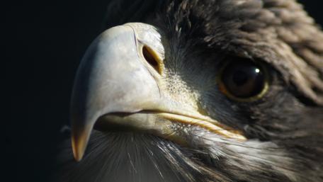 Majestic Eagle Close-Up Wallpaper wallpaper