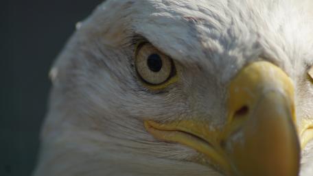 Majestic Eagle Close-Up Wallpaper wallpaper