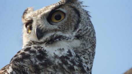 Majestic Owl in Clear Blue Sky wallpaper