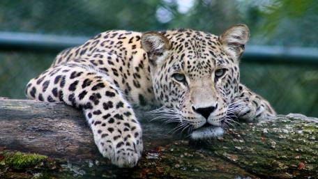Persian leopard wallpaper