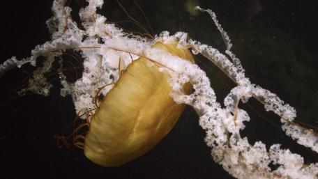 Golden Jellyfish in Mysterious Depths of the Ocean wallpaper