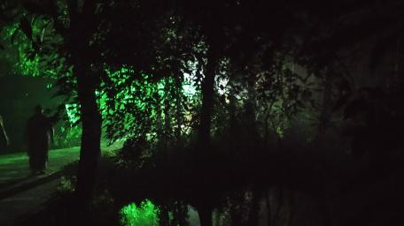 Mysterious Green Light in the Forest wallpaper