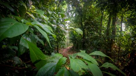 Path way through the woods wallpaper