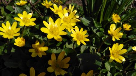 Bright Yellow Blossoms in Spring Sunshine wallpaper