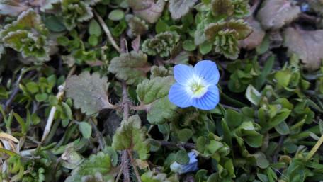 Delicate Blue Flower on Green Ground Cover wallpaper