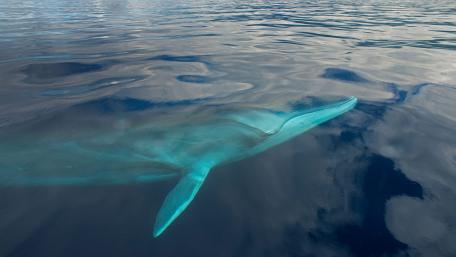 Majestic Dolphin Gliding Through the Ocean Surface wallpaper
