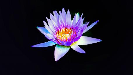 Vibrant Waterlily Bloom on Dark Background wallpaper