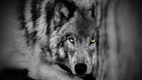 Yellow eyes wallpaper