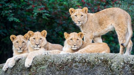Lion cubs wallpaper