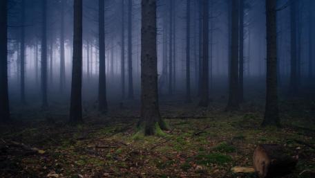 Mysterious Twilight Forest Scene wallpaper