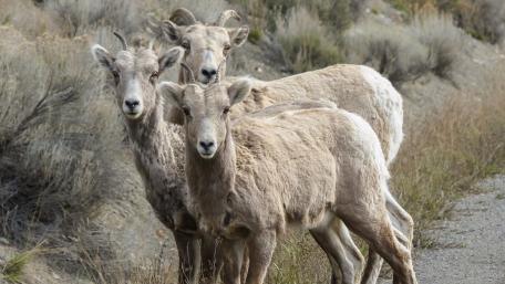 Bighorn sheep wallpaper