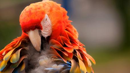 Vibrant Parrot Close-Up Wallpaper wallpaper
