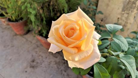 Yellow Rose wallpaper
