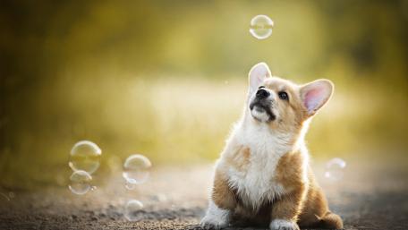 Corgi wallpaper