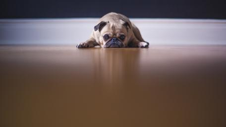 Pug dog wallpaper