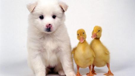 Dog and duck wallpaper