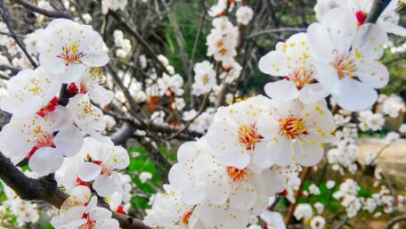Springtime Blossoms of a Cherry Tree wallpaper