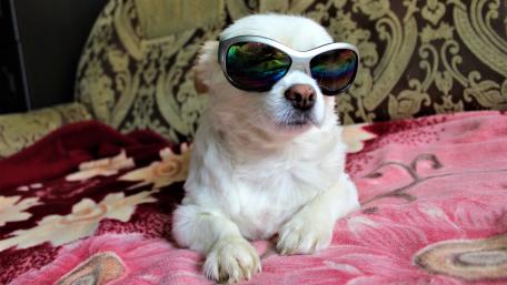 dog with glasses wallpaper