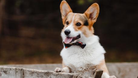 Cardigan welsh corgi wallpaper
