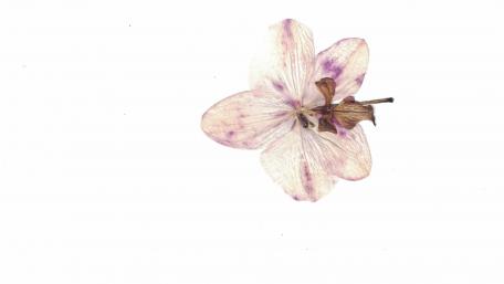 Delicate Purple Floral Elegance wallpaper