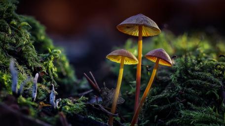 Mushrooms in the forest wallpaper