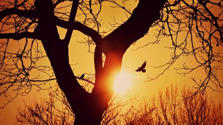 Orange sunset wallpaper