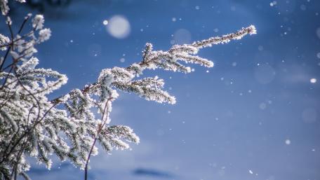 Evergreen in snowfall wallpaper