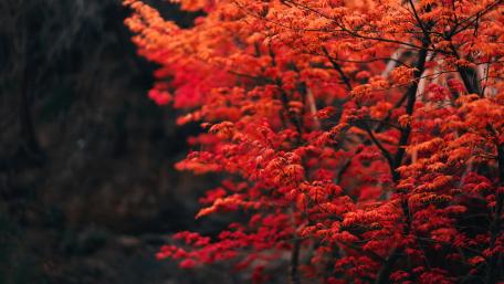 Red deciduous tree wallpaper