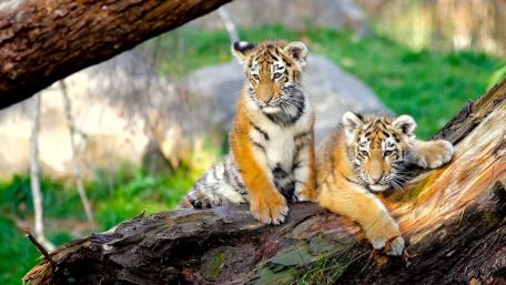 Tiger cubs on a tree wallpaper