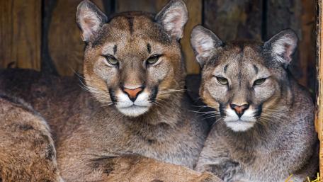 Cougars wallpaper
