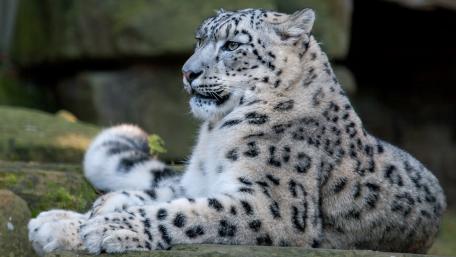 Majestic Snow Leopard in its Habitat wallpaper