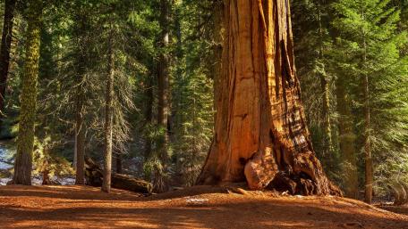 Kings Canyon National Park, California wallpaper