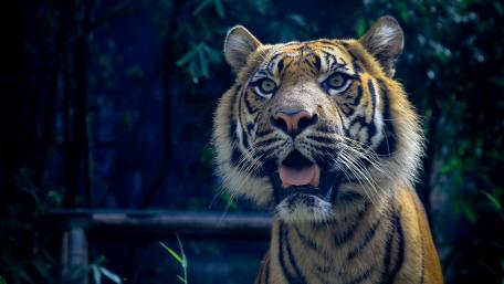 Sumatran tiger wallpaper