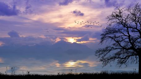 Tree silhouette on cloudy shore wallpaper