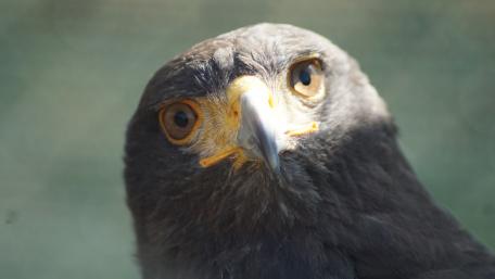Majestic Hawk Portrait in Stunning Detail wallpaper
