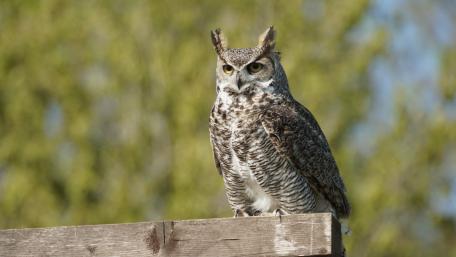 Majestic Owl Perched Proudly wallpaper