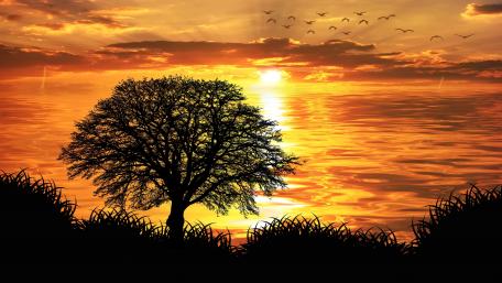 Solitary tree silhouette in the sunset wallpaper
