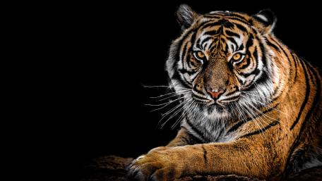 Beautiful Tiger wallpaper