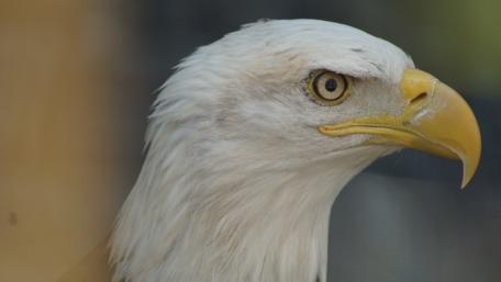 Majestic Bald Eagle Close-Up Shot wallpaper