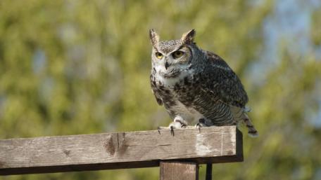 Majestic Owl Perched in Nature's Embrace wallpaper