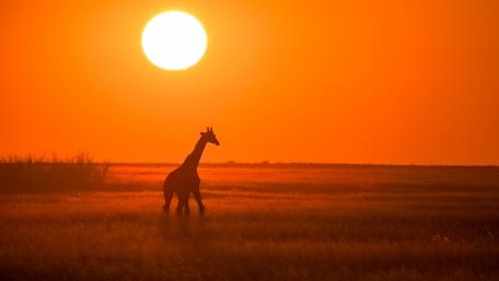 Silhouette of a giraffe wallpaper
