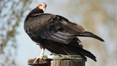 Majestic Vulture Captured in 5K Resolution wallpaper