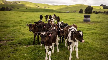 Cows Grazing in a Serene Meadow Scene wallpaper