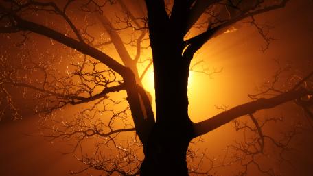 Lone tree in the sunlight wallpaper