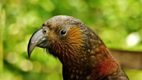Parrot from New Zealand wallpaper