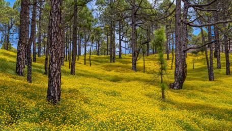 Yellow flower carpet wallpaper