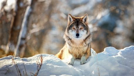 Wolf in the Black Forest Park (Germany) wallpaper