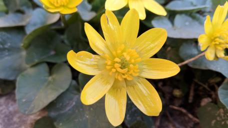 Vibrant Yellow Flower Blossom in Full Bloom wallpaper
